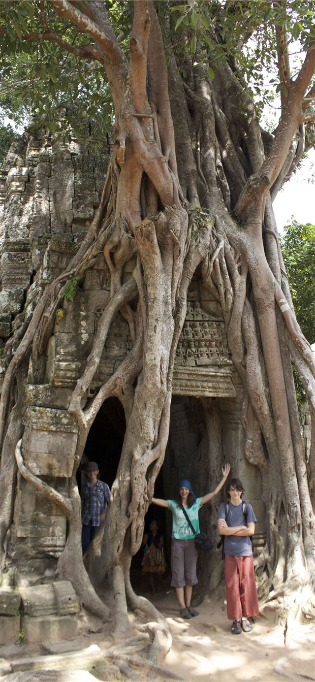 The great trees of Angkor Wat iPhone X wallpaper 