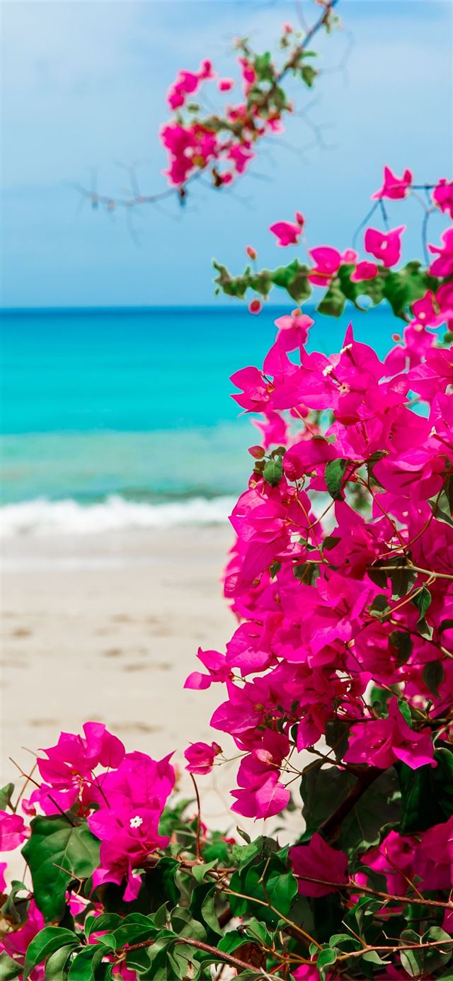 The Lone Star on the Beach Barbados Turquoise Cari... iPhone X wallpaper 
