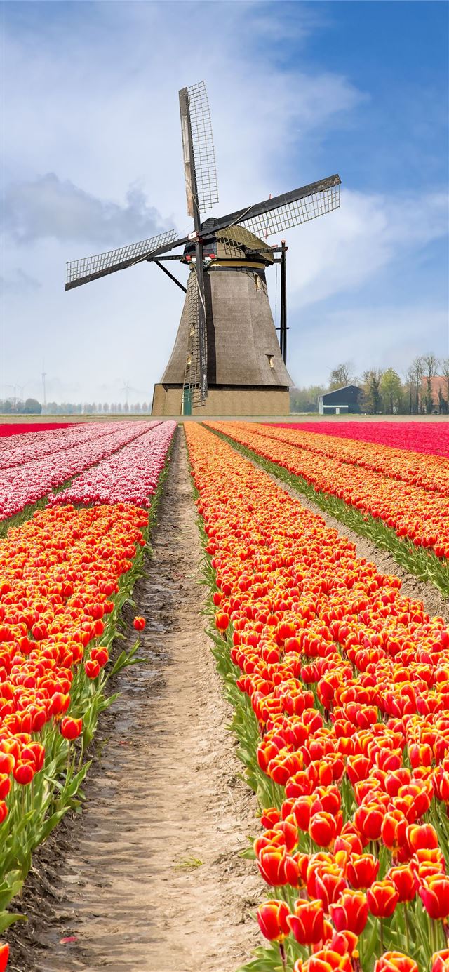 Tulip Fields of Netherlands iPhone X wallpaper 