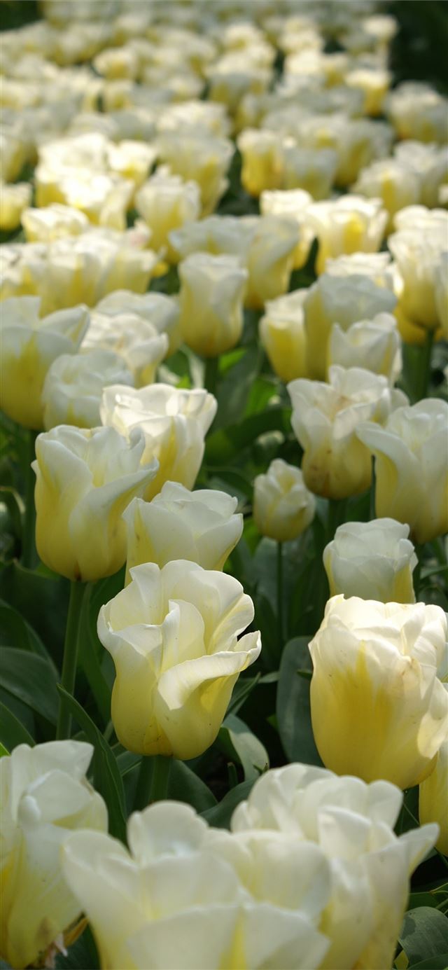 Tulip Fields of Netherlands iPhone 11 wallpaper 