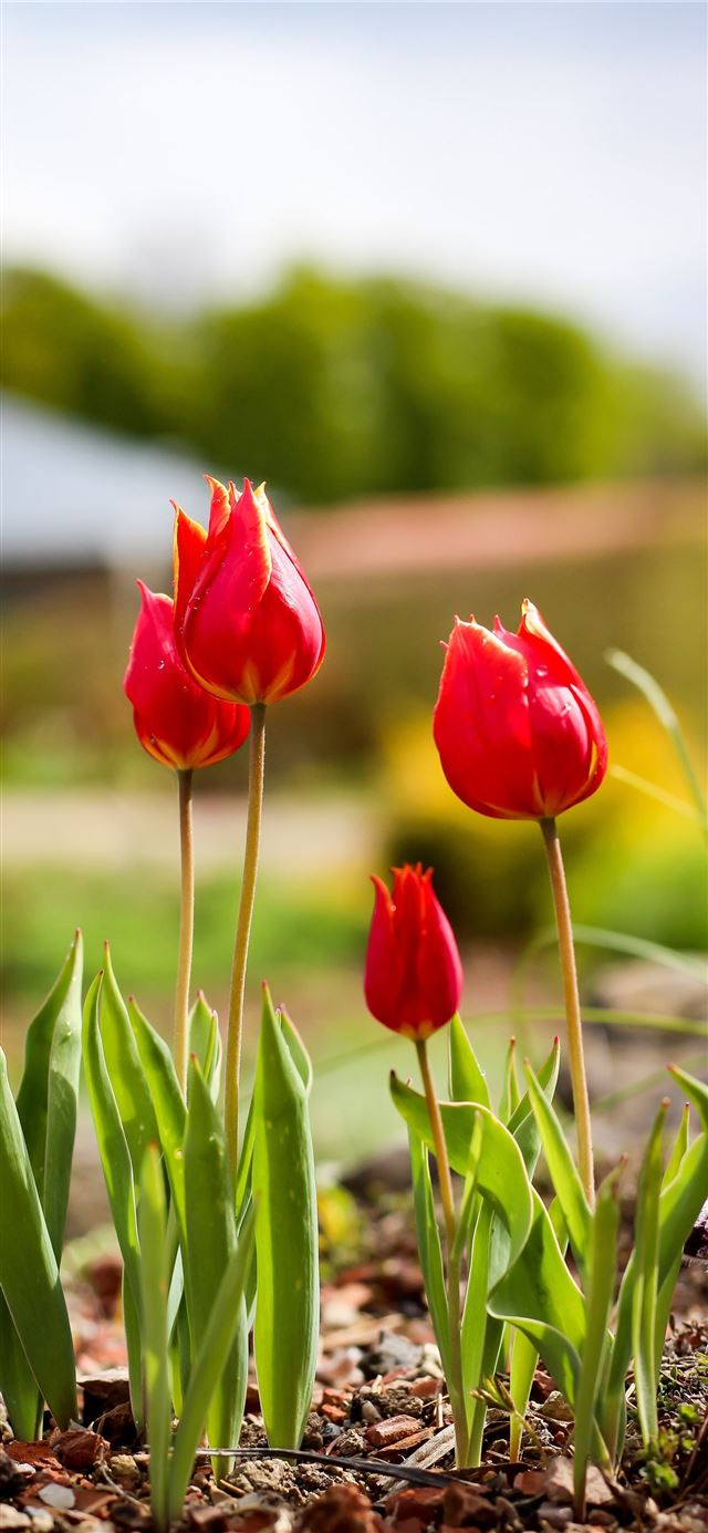 Tulip Fields of Netherlands iPhone X wallpaper 