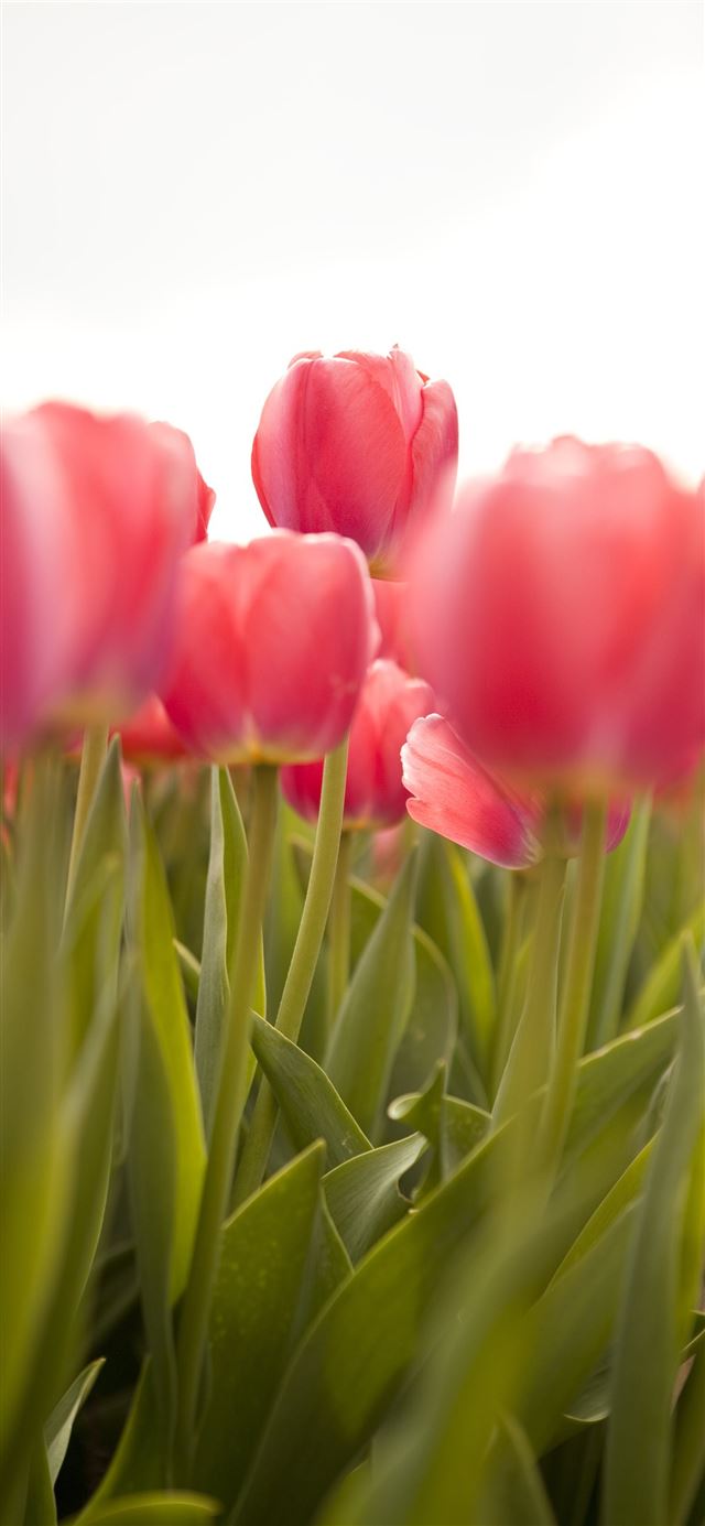 Tulip Fields of Netherlands iPhone 11 wallpaper 