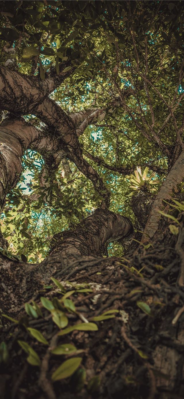 vines crawling on tall green tree iPhone 11 wallpaper 