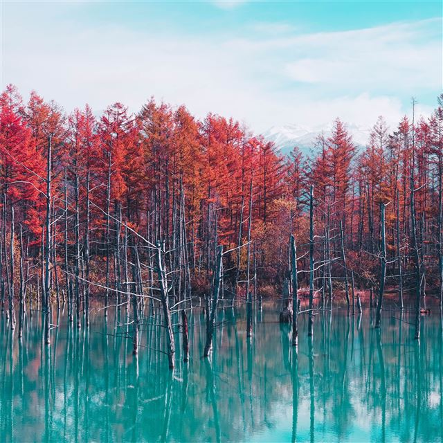 autumn lake reflection trees iPad Air wallpaper 