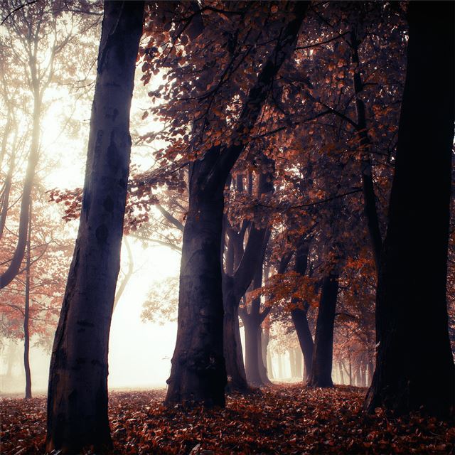 autumn trees park forest 5k iPad Pro wallpaper 