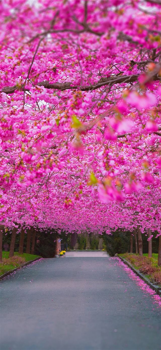 cherry blossom park iPhone 11 wallpaper 