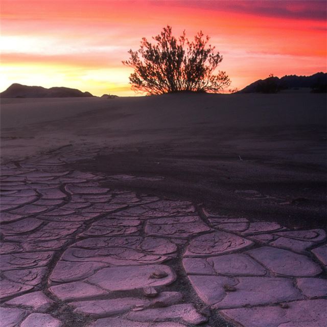 death valley mud crack lone tree 4k iPad wallpaper 