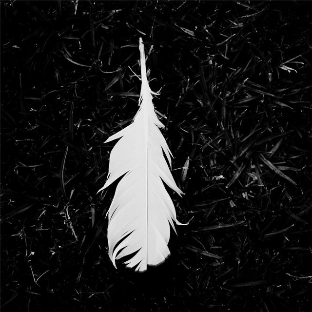 feather black and white 5k iPad Air wallpaper 