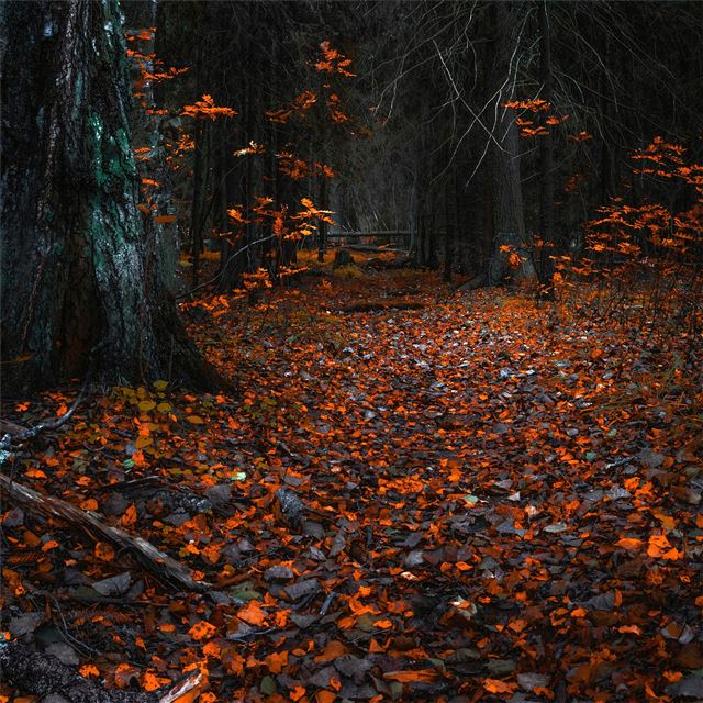 forest leaves autumn 8k iPad Pro wallpaper 