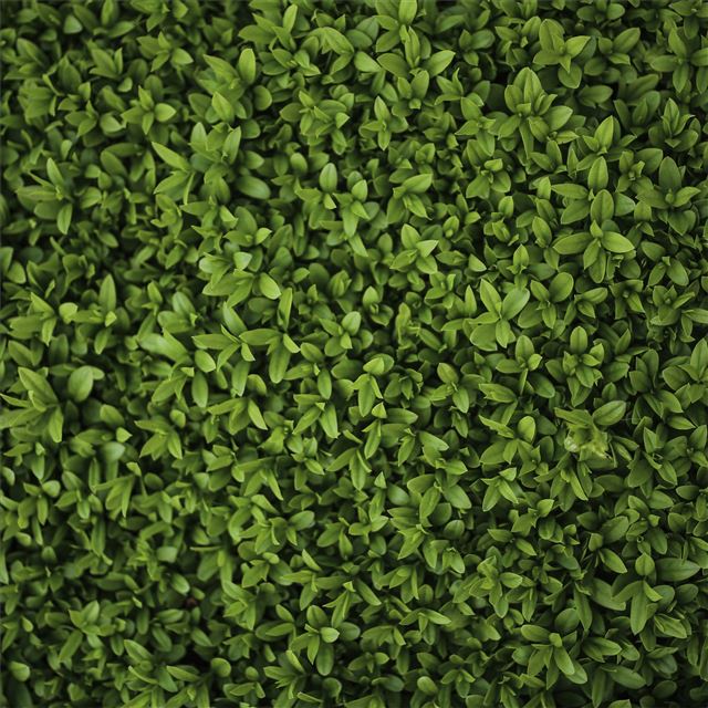 green plants leaves 5k iPad Air wallpaper 