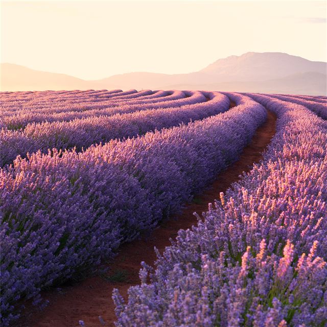 lavender fields iPad Air wallpaper 