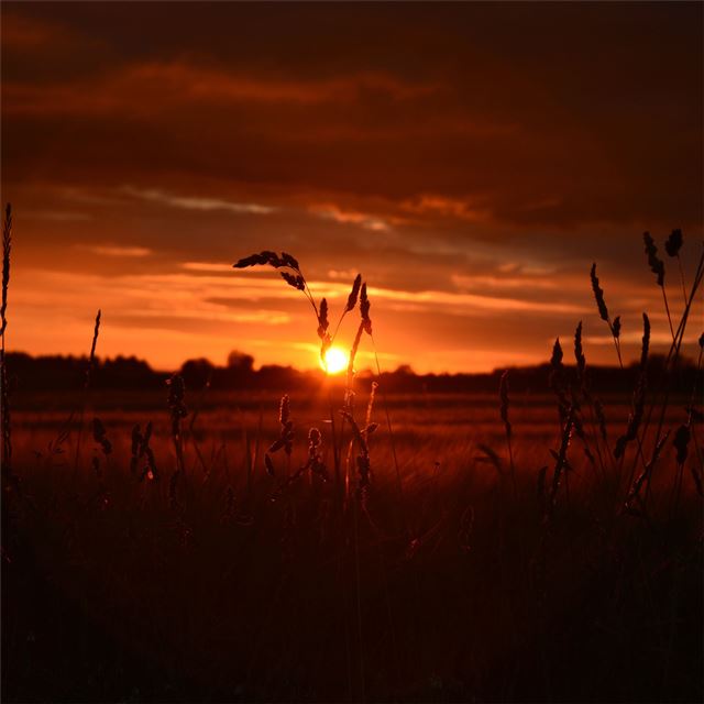 orange wheat field sunset 5k iPad wallpaper 