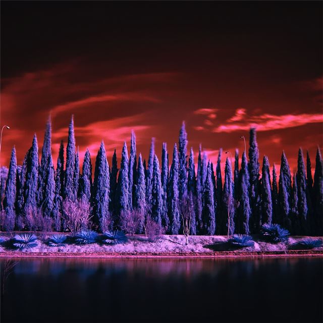 red sky under purple trees 4k iPad wallpaper 