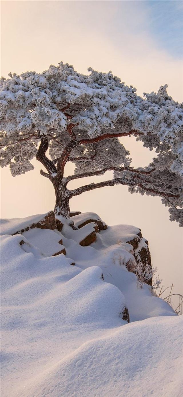 south korea december winter iPhone X wallpaper 