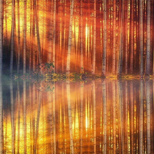 sunset day light lake forest 4k iPad Air wallpaper 