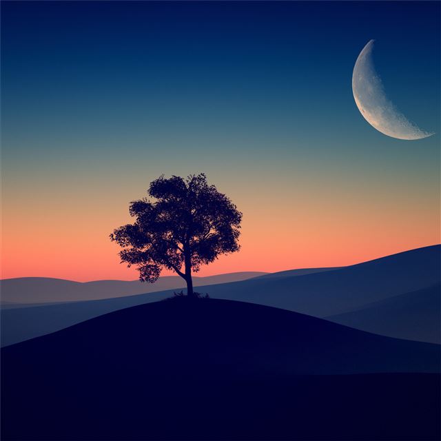 tree alone dark evening 4k iPad Air wallpaper 