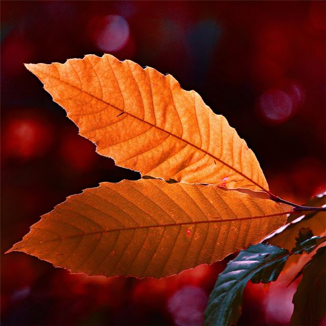 autumn colour leaf 5k iPad Air wallpaper 