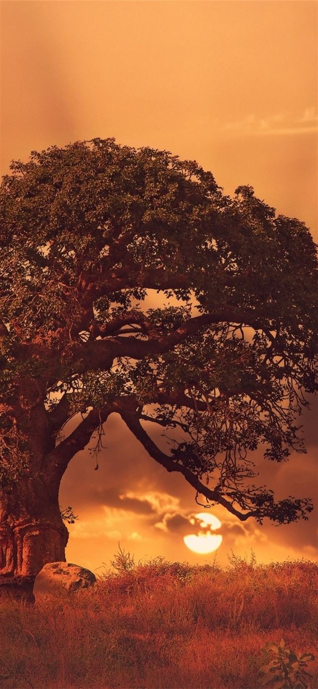 baobab tree sybset iPhone X wallpaper 