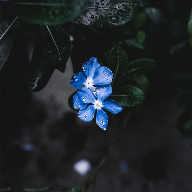 blue plant flower iPad wallpaper 