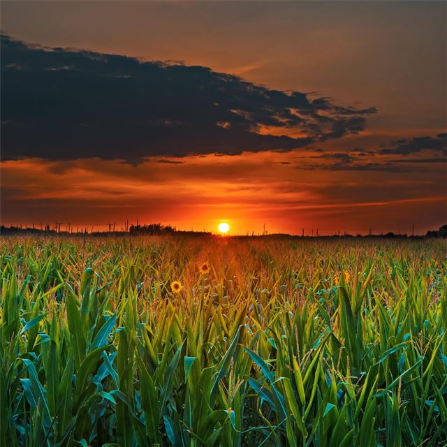 crop field sunset iPad Pro wallpaper 