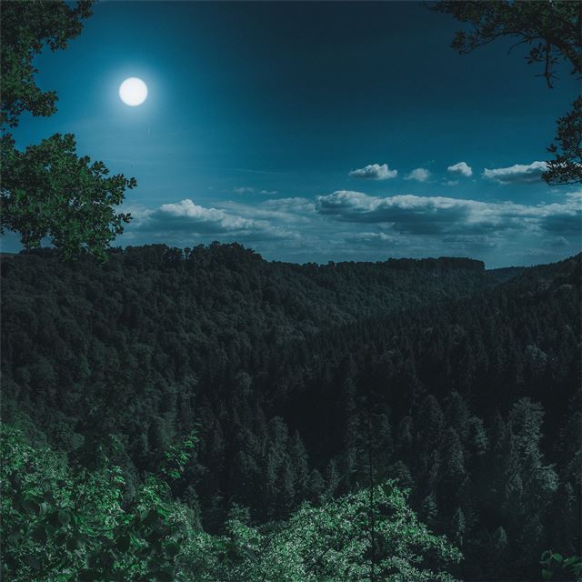 dark night forest view 5k iPad Pro wallpaper 