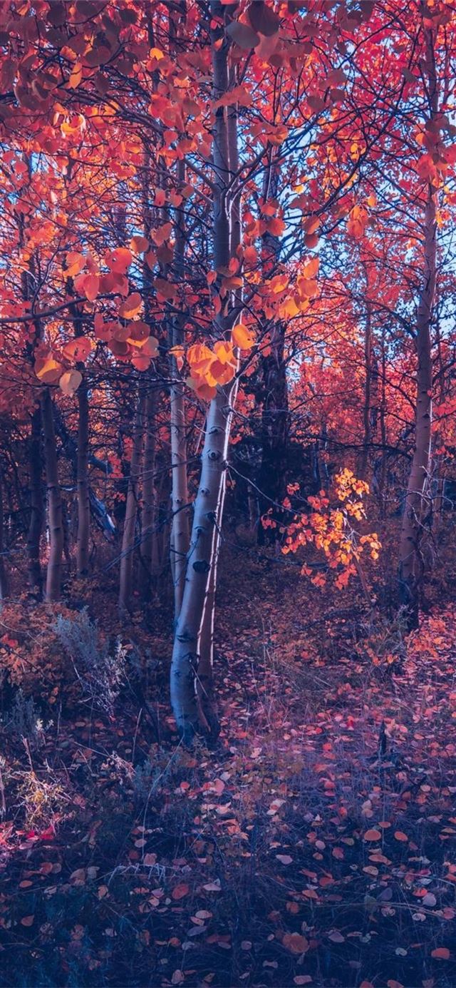 fall of autumn trees iPhone X wallpaper 