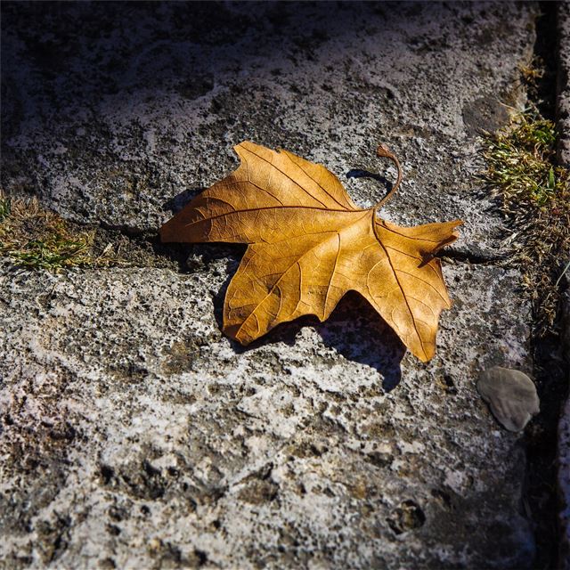 fallen autumn leaf 5k iPad wallpaper 
