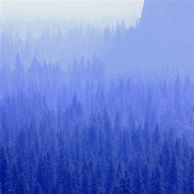 forest trees blue tone 5k iPad Air wallpaper 