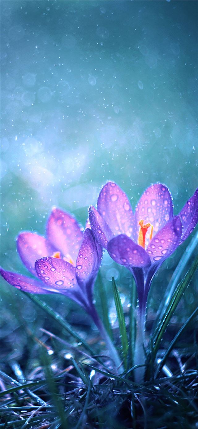 magical flower morning iPhone X wallpaper 
