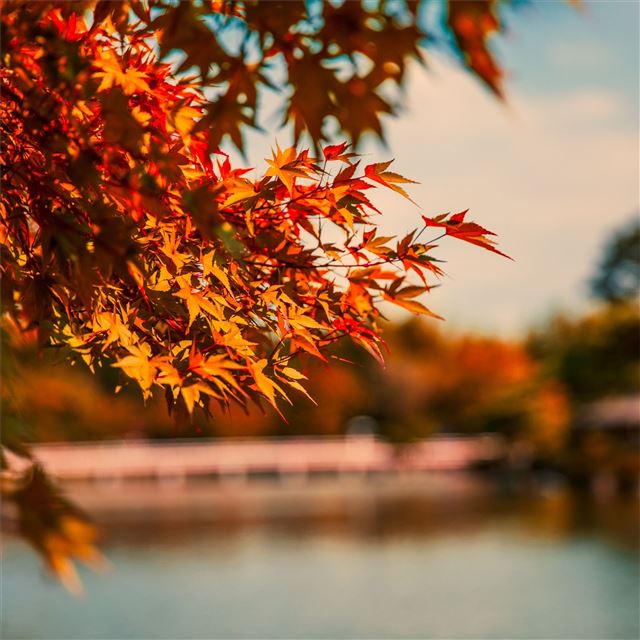 maple tree autumn lake 5k iPad Pro wallpaper 