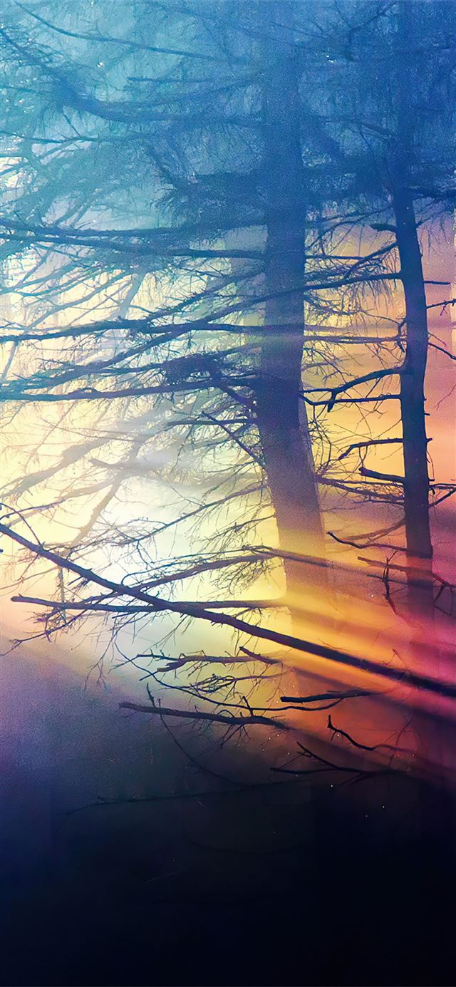 morning sunbeams forest 4k iPhone 11 wallpaper 