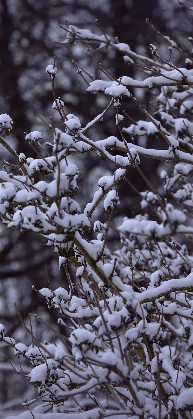 snowy branches 5k iPhone X wallpaper 