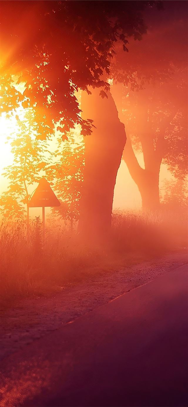 sun rays mist road 4k iPhone 11 wallpaper 