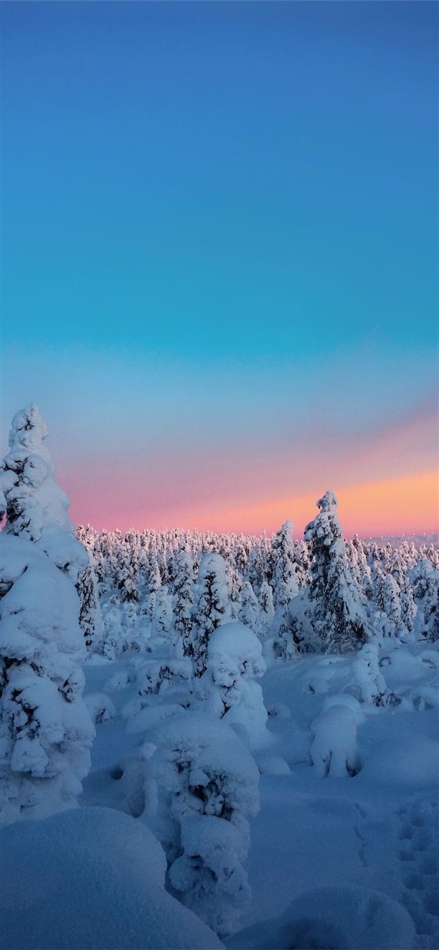 trees covered with snow view iPhone 11 wallpaper 