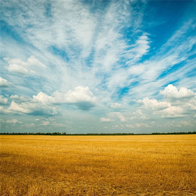 yellow grass field 4k iPad Air wallpaper 