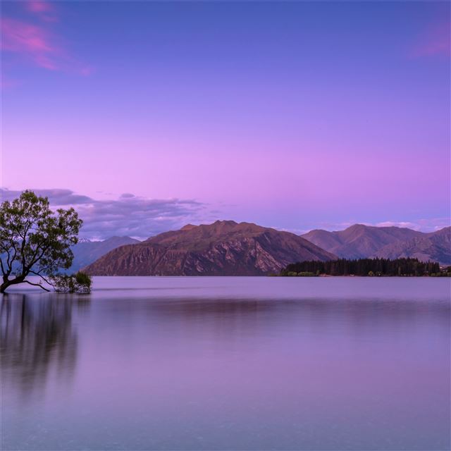 alone tree in lake 5k iPad wallpaper 