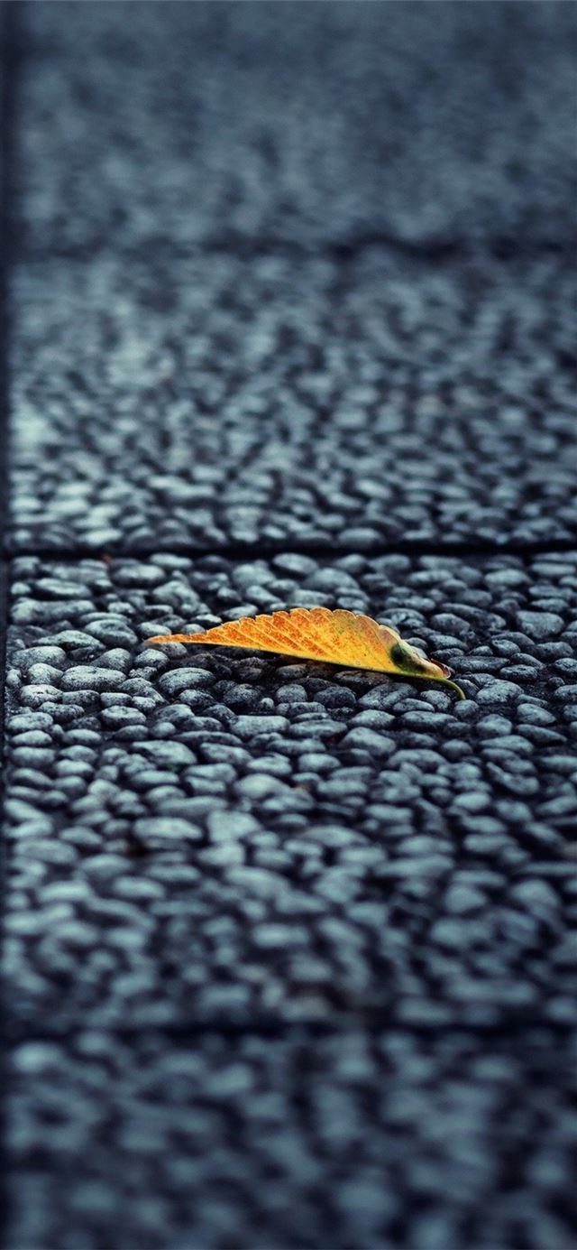 fallen leaf autumn iPhone 11 wallpaper 