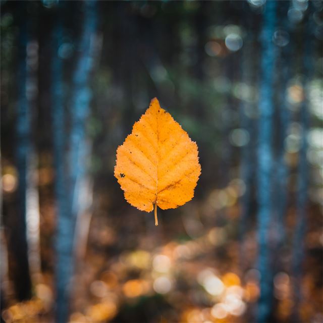 falling autumn leaf 5k iPad Air wallpaper 