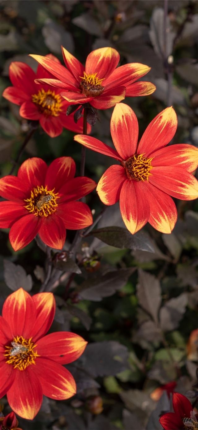 flower bed iPhone X wallpaper 