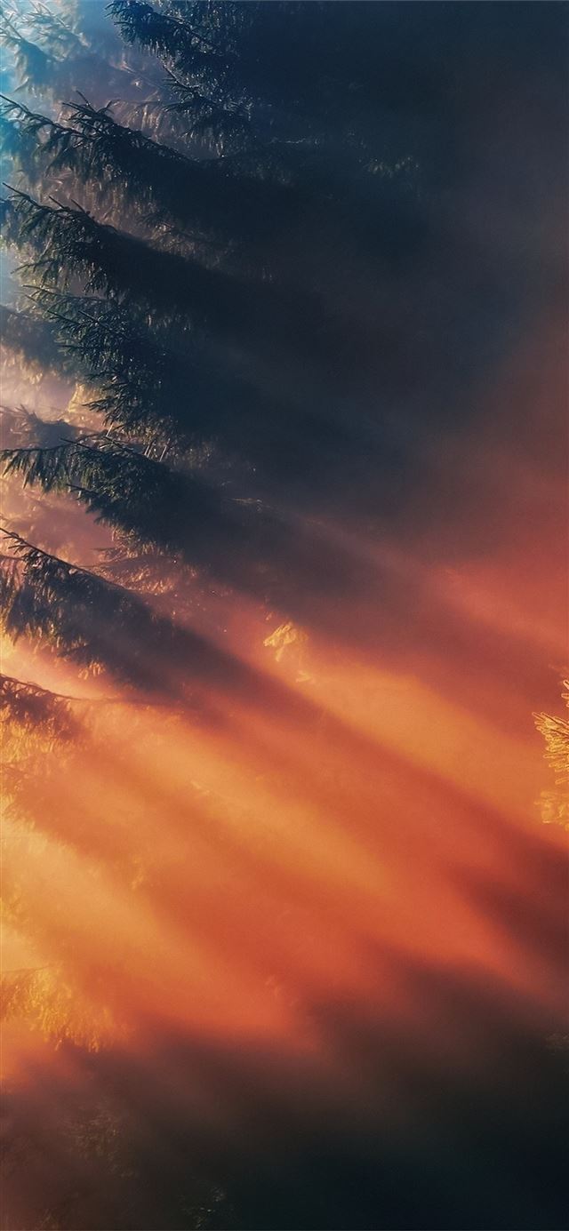 forest sunbeam fog iPhone X wallpaper 