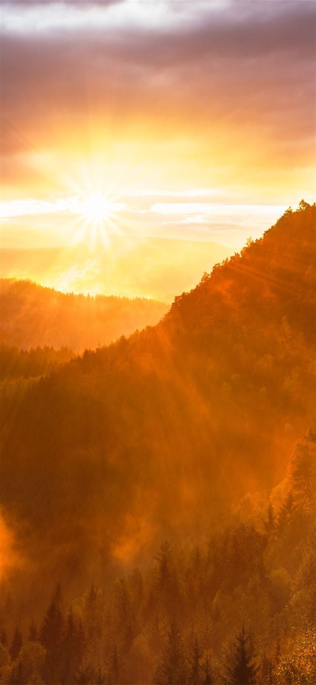 forest valley day starting calming sunrise 5k iPhone X wallpaper 