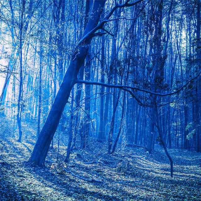 last blue light of evening in woods iPad Air wallpaper 