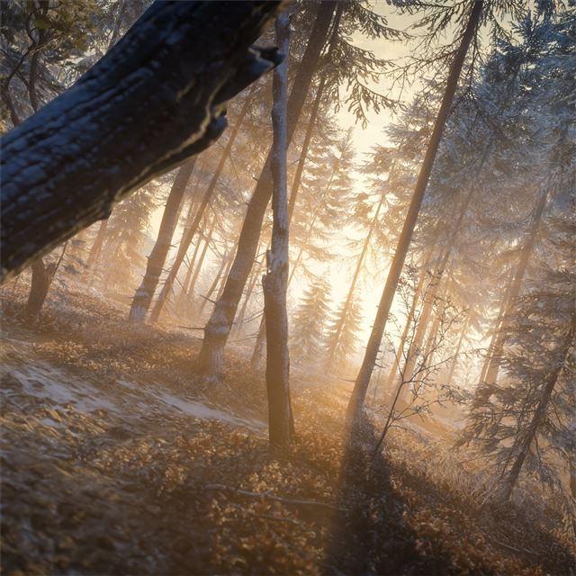 last rays of sun evening in forest 4k iPad Air wallpaper 