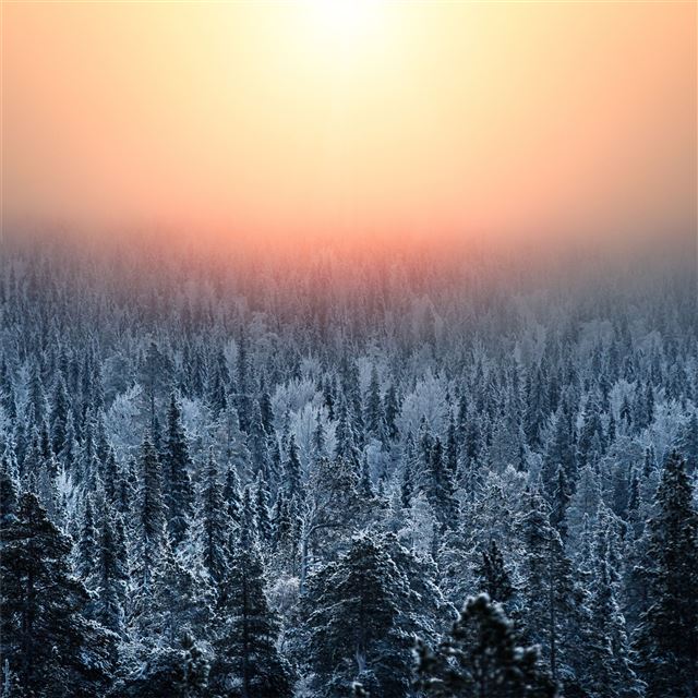 morning light of forest treetop iPad wallpaper 