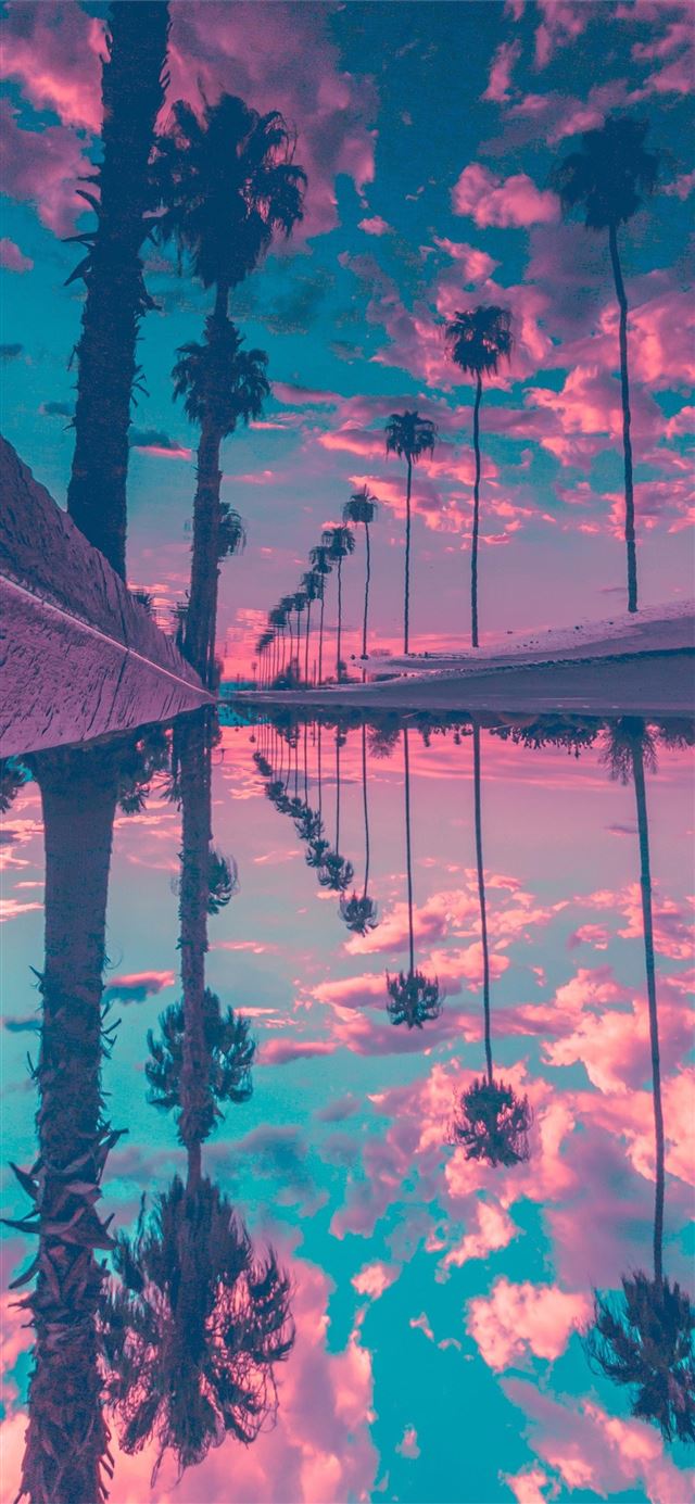 palm trees reflection sky iPhone X wallpaper 