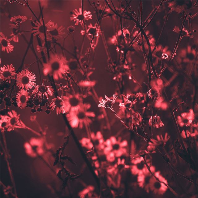 red tree flowers 5k iPad wallpaper 