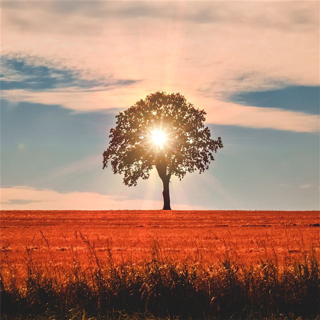 sun rays behind tree nature 5k iPad wallpaper 