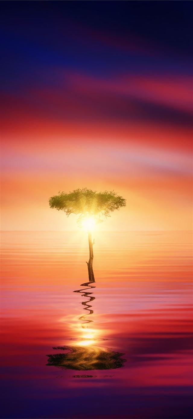 sunset ocean tree sun light iPhone 11 wallpaper 