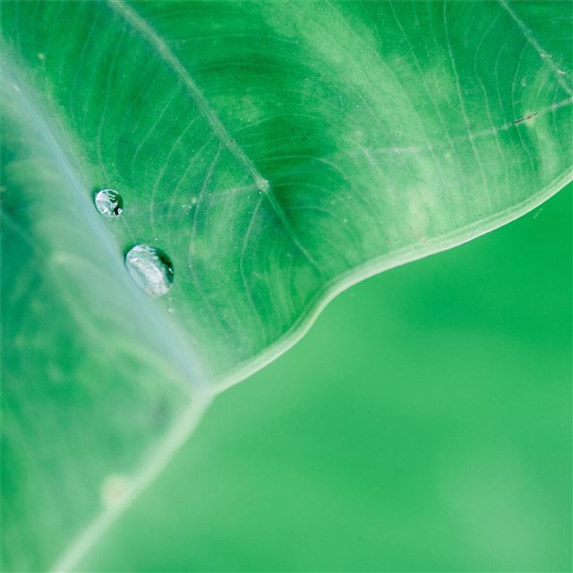 water drop on leaf macro 4k iPad wallpaper 