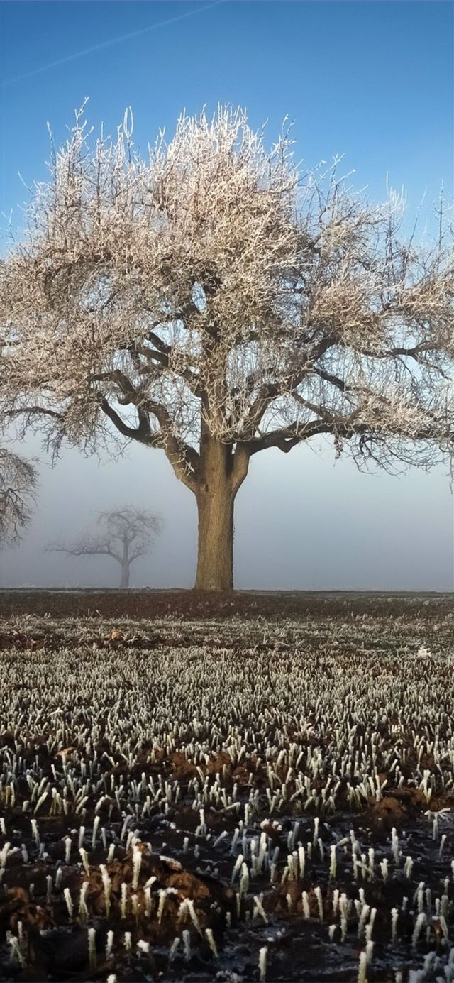 winter field landscape trees iPhone 11 wallpaper 
